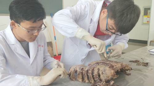 我校解剖实验中心举办学生制作解剖标本活动
